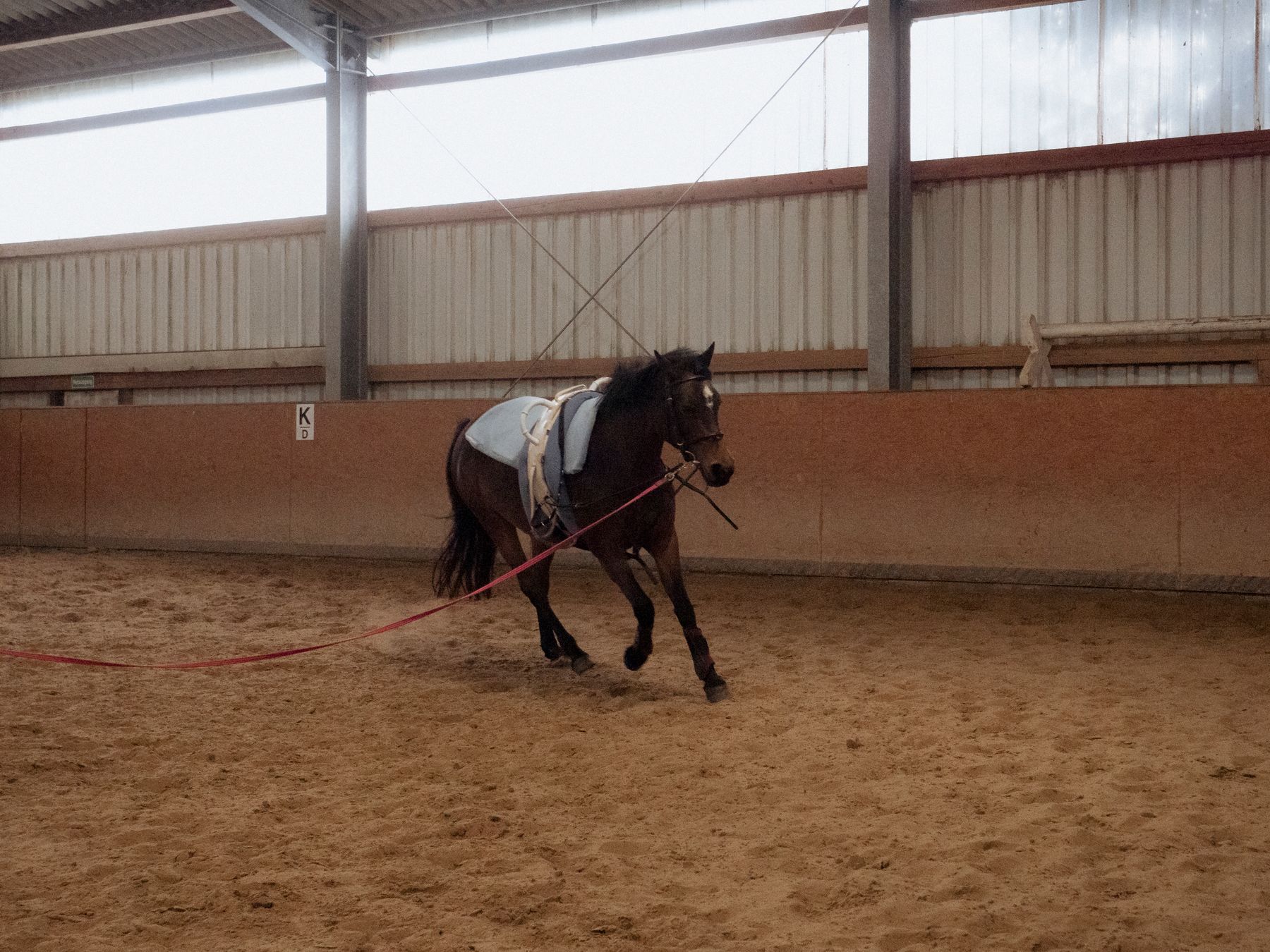 Cheval au travail dans le manège